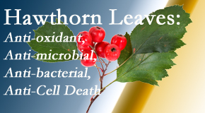 Wilson Family Chiropractic presents new research regarding the flavonoids of the hawthorn tree leaves’ extract that are antioxidant, antibacterial, antimicrobial and anti-cell death. 