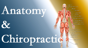 Wilson Family Chiropractic proudly delivers chiropractic care based on knowledge of anatomy to diagnose and treat spine related pain.