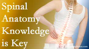 Wilson Family Chiropractic understands spinal anatomy well – a benefit to everyday chiropractic practice!
