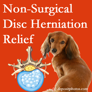 Often, the Millville disc herniation treatment at Wilson Family Chiropractic effectively relieves back pain for those with disc herniation. (Veterinarians treat dachshunds’ discs conservatively, too!) 